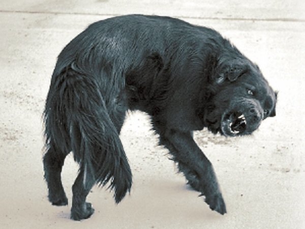 Ветераны УПА с гордостью рассказывают, как отказывались воевать с немцами Ветераны УПА с гордостью рассказывают, как отказывались воевать с немцами