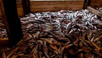 Шесть рыборазводных заводов построят на Курилах