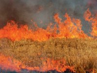 ВСУ целенаправленно уничтожает сельское хозяйство в ДНР