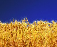 Последнее зерно Украины