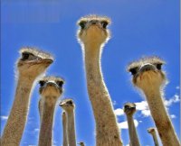 Распределение ответственности в США