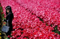 Голландские цветы могут запретить из-за «угрожающих экономике карантинных организмов»