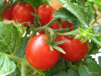 Украинские томаты в России на вес золота.