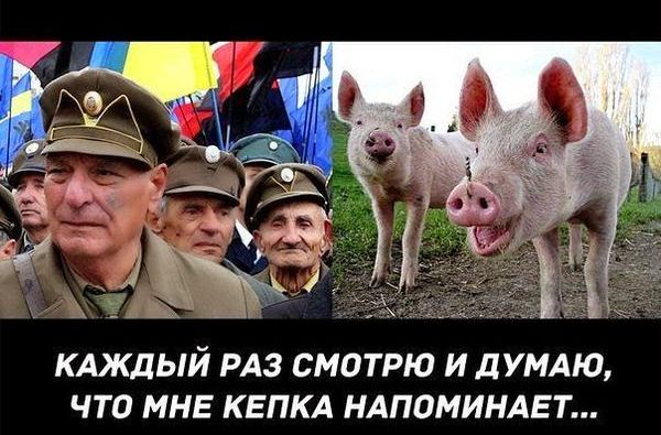 "Мыздобулы" в картинках. Смешных и не очень... 01-08-2015 "Мыздобулы" в картинках. Смешных и не очень... 01-08-2015