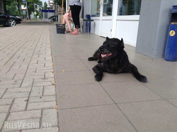 Сводки от ополчения Новороссии 02.08.2015 Сводки от ополчения Новороссии 02.08.2015