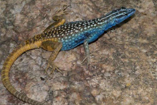 Новые "достижения" и скромное обаяние свидетелей секты майдана... Новые "достижения" и скромное обаяние свидетелей секты майдана...