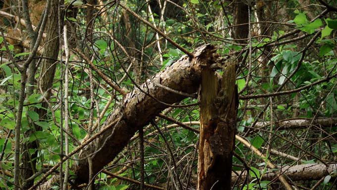 В лесу под Челябинском нашли аномалию
