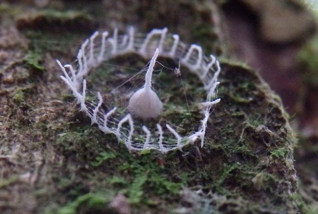 Эта загадочная (и довольно противная) штука ставит в тупик учёный мир Эта загадочная (и довольно противная) штука ставит в тупик учёный мир