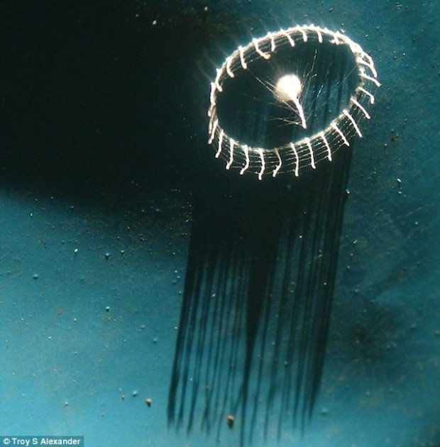 Эта загадочная (и довольно противная) штука ставит в тупик учёный мир Эта загадочная (и довольно противная) штука ставит в тупик учёный мир