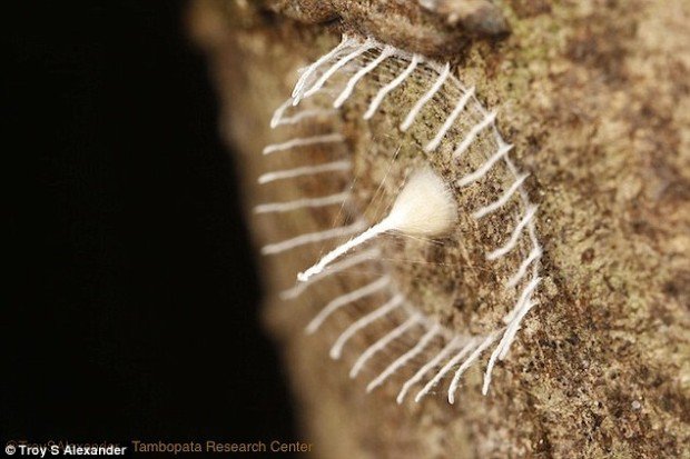 Эта загадочная (и довольно противная) штука ставит в тупик учёный мир Эта загадочная (и довольно противная) штука ставит в тупик учёный мир