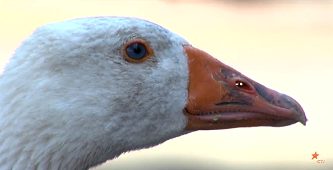 Канал ICTV : Боевые гуси и свиньи спасают жизни бойцам АТО Канал ICTV : Боевые гуси и свиньи спасают жизни бойцам АТО