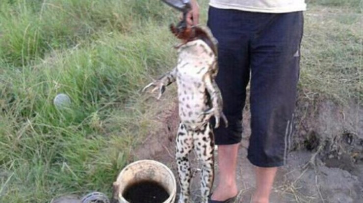 Продовольственные успехи второй Франции