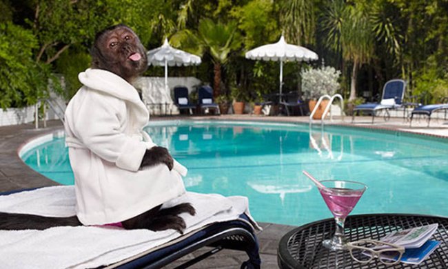 Капитализм и наука. Ученые обнаружили, что деньги меняют даже обезьян.