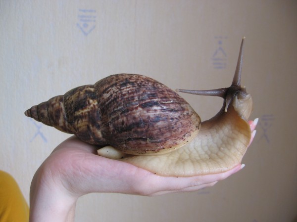 Молчание грантоедов. Александр Роджерс Молчание грантоедов. Александр Роджерс