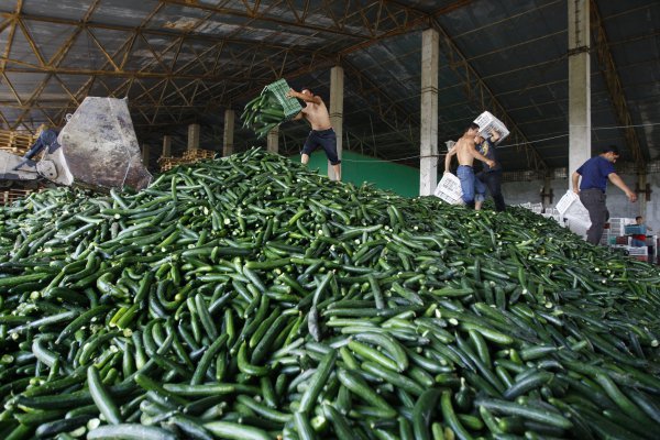 Украина будет продавать в Африку соленые огурцы и селедку Украина будет продавать в Африку соленые огурцы и селедку