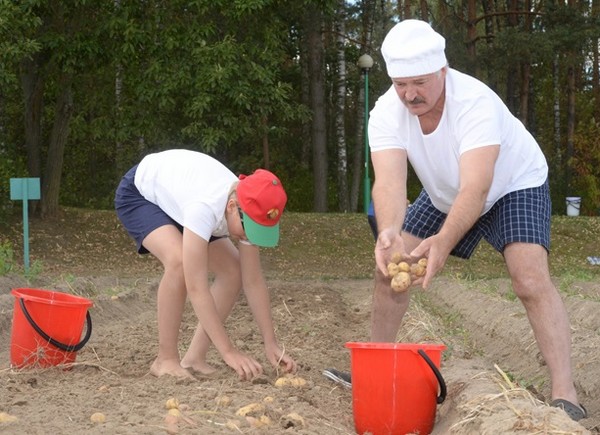 Ничего необычного: Бацька копает картошку Ничего необычного: Бацька копает картошку