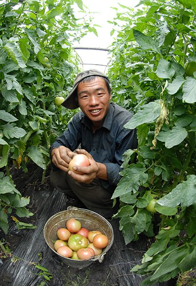 Рассказ о том, как китайские овощеводы травят русский народ, а русские же оптовики им в этом способствуют