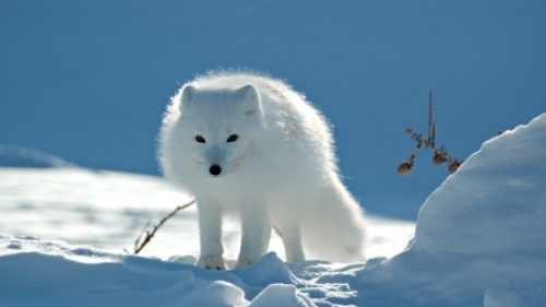 Песец все ближе...  