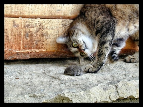 Кот Мотя и Минск-2