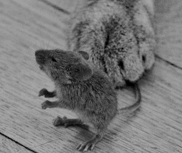 Кот Мотя и Минск-2