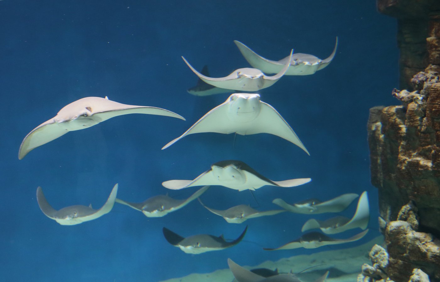 Новости "вечно отсталой России" Новости "вечно отсталой России"