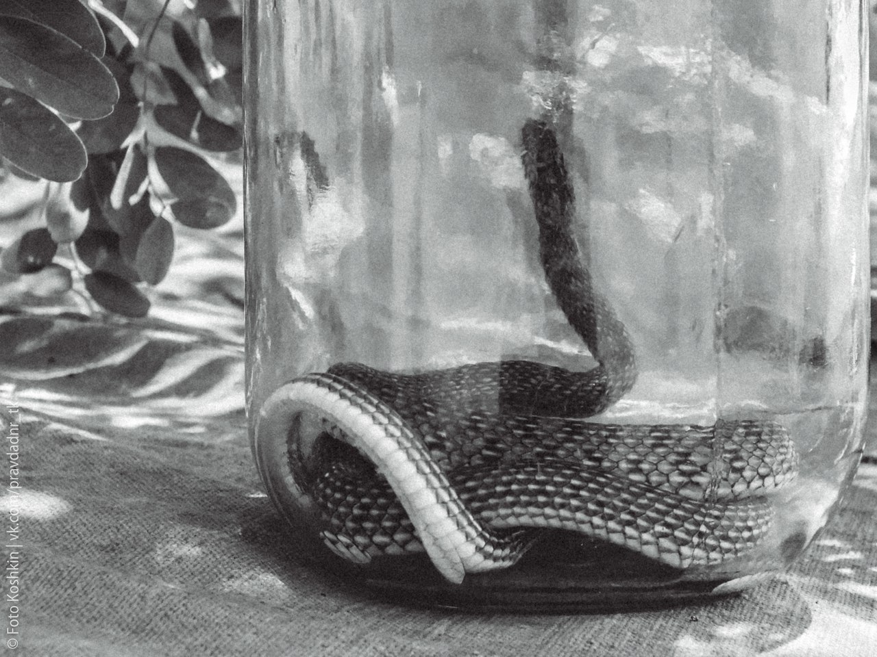 Сводки от ополчения Новороссии 27.08.2015 Сводки от ополчения Новороссии 27.08.2015