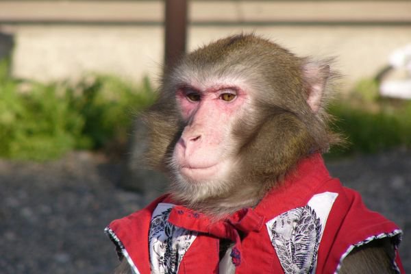 ВВС Китая приняли на службу обезьян ВВС Китая приняли на службу обезьян