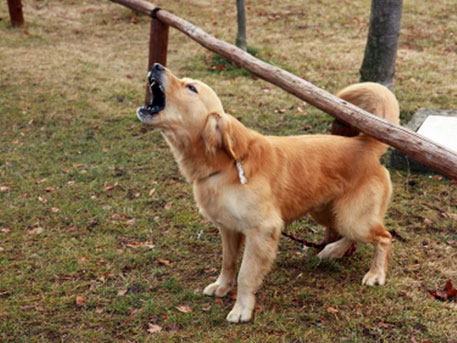 Из-за лающей собаки мужчина застрелил трех человек в Португалии Из-за лающей собаки мужчина застрелил трех человек в Португалии