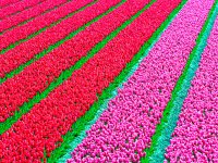 Россия запретила ввоз голландских цветов без лабораторной экспертизы