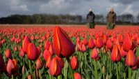 Латвия и Литва помогут исключить реэкспорт голландских цветов в Россию