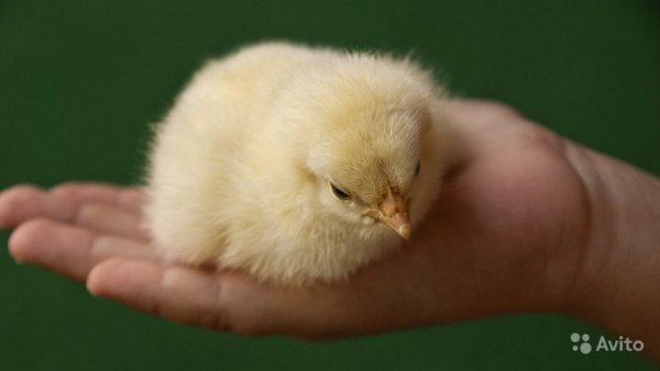 Цыплят по осени считают