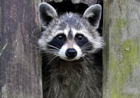 Новости Украины: ржунимагу (2) енотов-то за что?