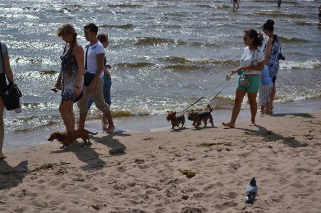 Об ужасах современной «Рашки» (нервным украинским гражданам лучше не смотреть)