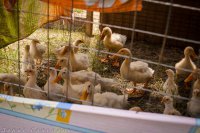 Сводки от ополчения Новороссии 15.08.2015