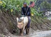 CounterPunch: Обама хочет войны, а Киев выполняет для него грязную работу