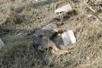 Сводки от ополчения Новороссии 17.08.2015