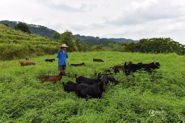 Китайский фермер баз рук ухаживает за больной матерью и ведет хозяйство