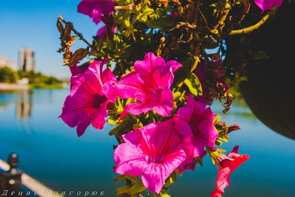 Сводки от ополчения Новороссии 02.09.2015 Сводки от ополчения Новороссии 02.09.2015