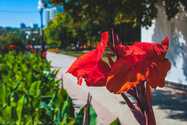 Сводки от ополчения Новороссии 02.09.2015 Сводки от ополчения Новороссии 02.09.2015