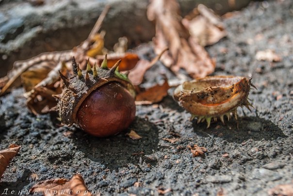 Сводки от ополчения Новороссии 02.09.2015 Сводки от ополчения Новороссии 02.09.2015