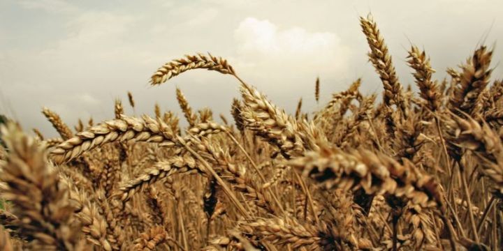 Подвижки на хлебной бирже: Россия обходит США Подвижки на хлебной бирже: Россия обходит США