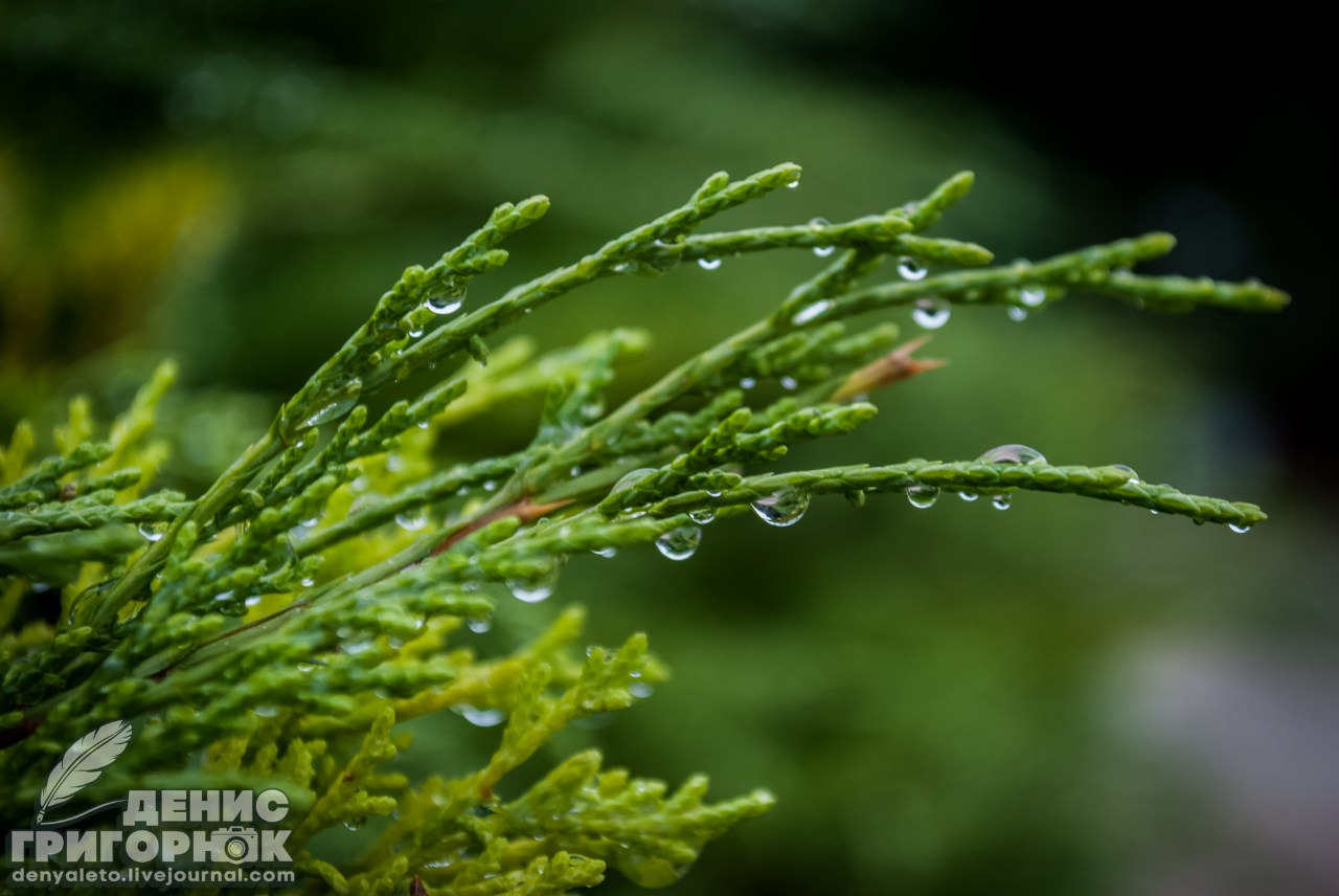Сводки от ополчения Новороссии 16.09.2015 Сводки от ополчения Новороссии 16.09.2015