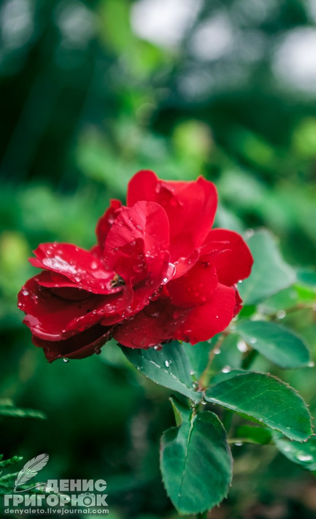 Сводки от ополчения Новороссии 16.09.2015 Сводки от ополчения Новороссии 16.09.2015