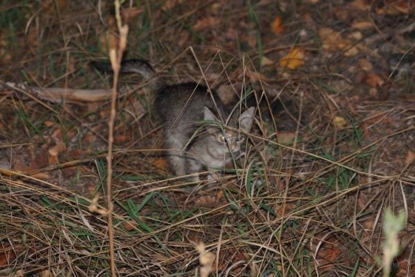 Зоозащитник Геращенко поборется в суде за котят, найденных в лесу под Киевом Зоозащитник Геращенко поборется в суде за котят, найденных в лесу под Киевом