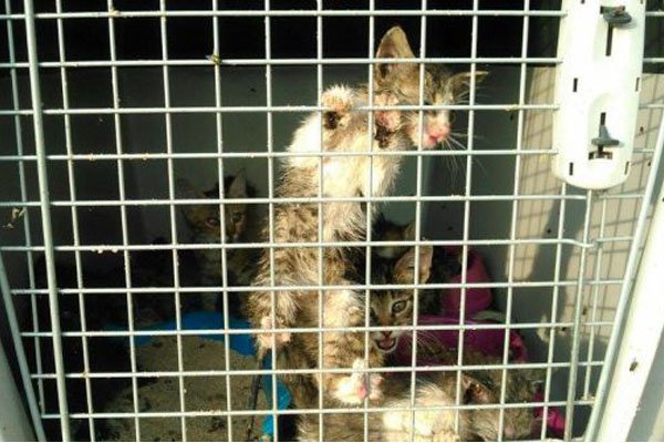 Зоозащитник Геращенко поборется в суде за котят, найденных в лесу под Киевом Зоозащитник Геращенко поборется в суде за котят, найденных в лесу под Киевом