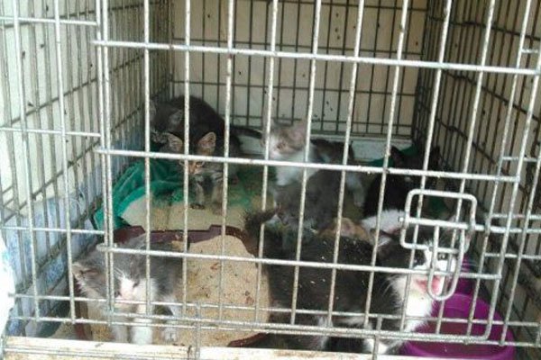 Зоозащитник Геращенко поборется в суде за котят, найденных в лесу под Киевом Зоозащитник Геращенко поборется в суде за котят, найденных в лесу под Киевом