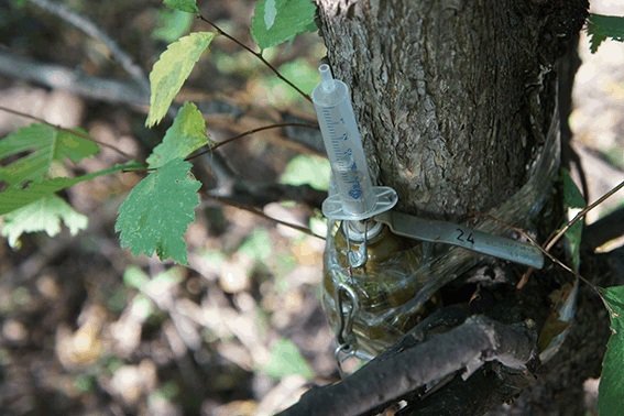 Пьяный офицер Нацгвардии в Одессе сбил насмерть пенсионерку Пьяный офицер Нацгвардии в Одессе сбил насмерть пенсионерку