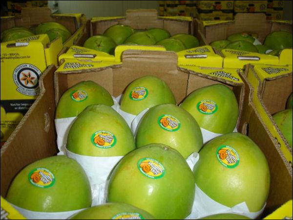 Россия попросила Минск объяснить происхождение белорусской папайи Россия попросила Минск объяснить происхождение белорусской папайи