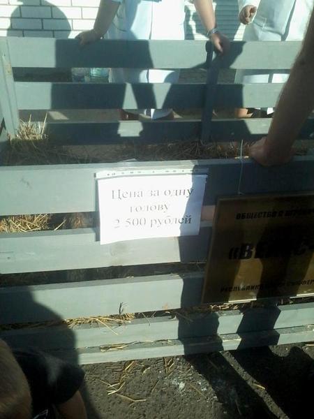 Блокада Крыма: Сергей Рулев продирается сквозь завалы еды в Севастополе Блокада Крыма: Сергей Рулев продирается сквозь завалы еды в Севастополе