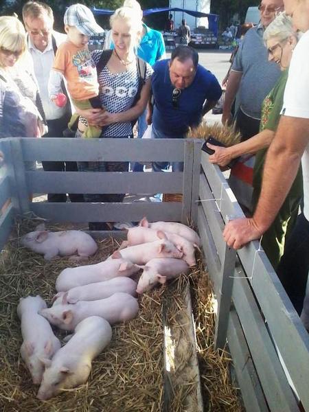 Блокада Крыма: Сергей Рулев продирается сквозь завалы еды в Севастополе Блокада Крыма: Сергей Рулев продирается сквозь завалы еды в Севастополе